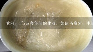 我问1下2万多年前的化石，如猛马橡牙，牛头，羊头，龟化石，现在什