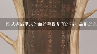 刚从寺庙里求的血丝菩提是真的吗？品相怎么？应该怎