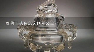 红狮子头鱼怎么区别公母？