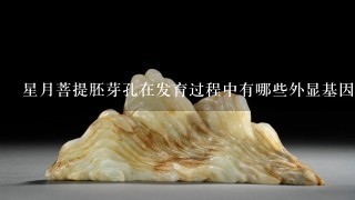 星月菩提胚芽孔在发育过程中有哪些外显基因?